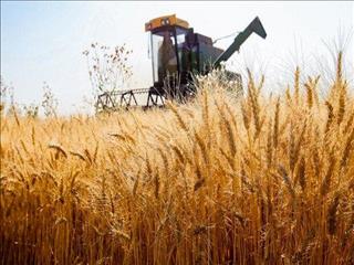 سطح زیر کشت گندم به بیش از ۳.۵ میلیون هکتار رسید
