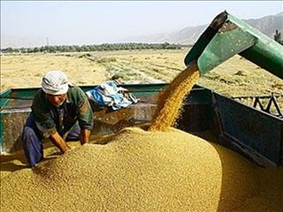 امسال خرید تضمینی گندم به ۷ میلیون تن می‌رسد