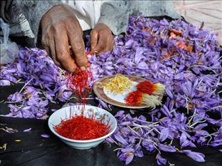 رشد صادرات زعفران/ نباید اجازه ورود غیرحرفه‌ای‌ها به صادرات را بدهیم