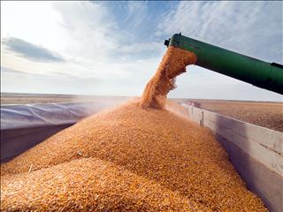 آمادگی شرکت بازرگانی دولتی برای خرید تمام گندم تولیدی کشور