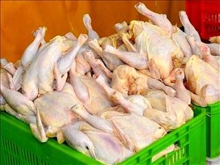 باخت اقتصاد دولتی به مرغ