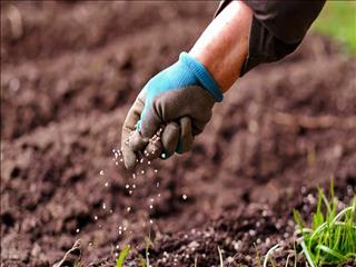 امنیت غذایی زیر تیغ کود
