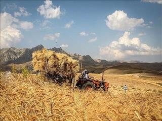 وعده تسویه بدهی دولت به فعالان کشاورزی طی سه هفته آینده