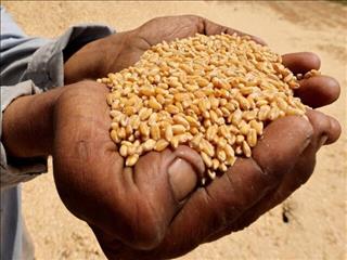 کاهش ماهانه قیمت جهانی مواد غذایی