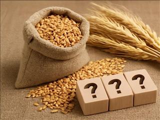 قیمت گندم در کما/ وزارت جهاد کشاورزی همچنان خواب است!