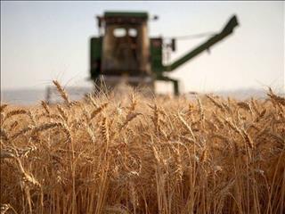 فردا قیمت خرید تضمینی گندم تعیین می‌شود