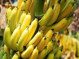 توقف واردات موز تکذیب شد؛ واردات محصولات کشاورزی طبق روال انجام می شود