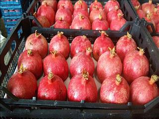 عراق خریدار ۸۵ درصد از انار صادراتی ایران