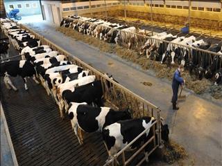 عدد روز؛ ۱۲ میلیارد دلار برای خوراک دام؛ دلاری که به سفره رسید