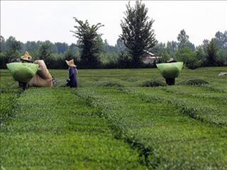 بیش از ۸۸ هزار تن برگ سبز چای از چای‌کاران خریداری شد